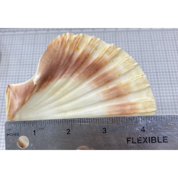 6 Large 5” White Scallop Natural Seashells Ocean Beach Decor - Picture 4 of 4